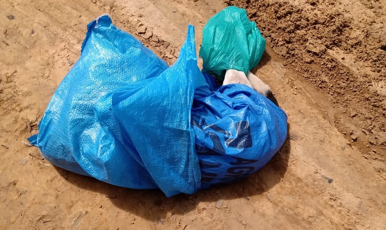 Vídeo: moradores da Comunidade Passo Fundo denunciam descarte indevido de animais mortos