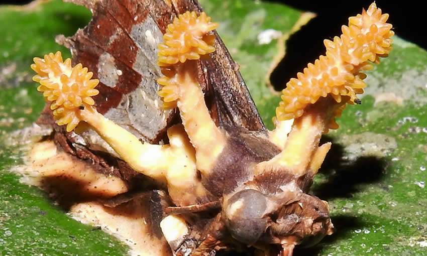 Estudo descobre 15 espécies de fungos desconhecidos no Acre