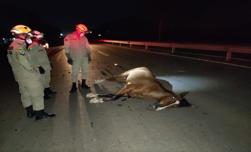 Motociclista atropela e mata cavalo na BR-364 e acidente interdita rodovia