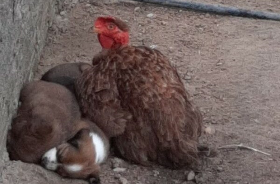 Galinha adota cachorros filhotes como se fossem pintinhos em RO; assista