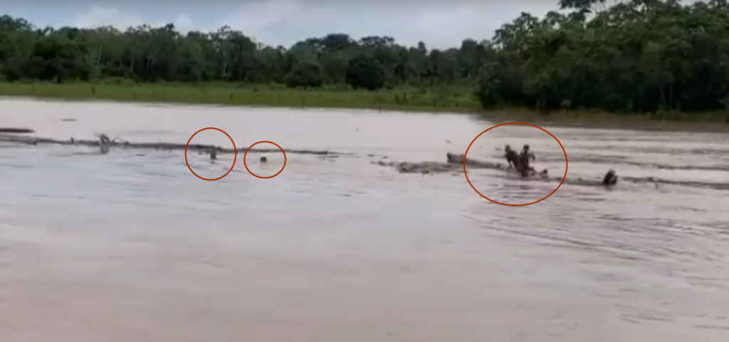 Crianças são flagradas nadando em meio a forte correnteza do rio Tarauacá; assista