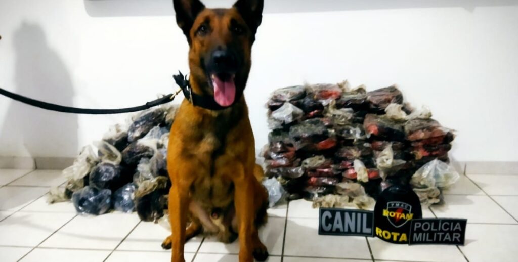 Em Cruzeiro do Sul, polícia apreende 150 quilos de cocaína e prende seis suspeitos
