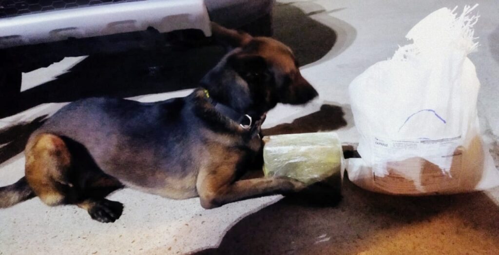 Cadela fareja 2kg de droga em saco de farinha em ônibus que viajava para Rio Branco