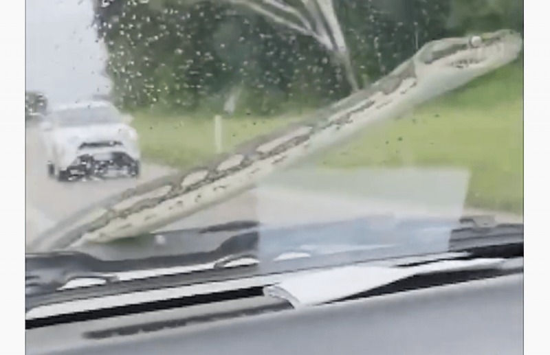 VÍDEO: casal usa limpador de pára-brisa para tirar cobra de três metros do carro