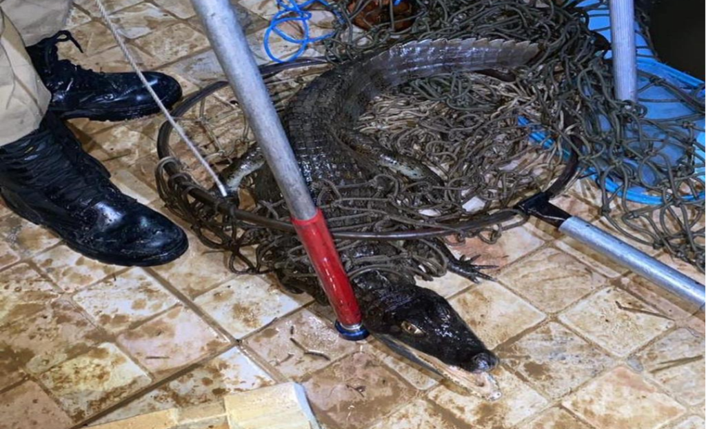 Bombeiros resgatam jacaré em piscina, após vazante do Igarapé São Francisco