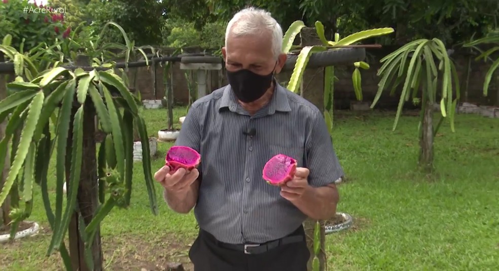 Após provar fruta, produtor rural transforma quintal de casa em plantação com mais de mil pés de pitaya