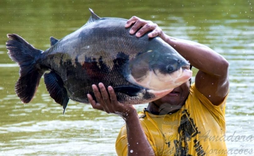 Secretário fala sobre síndrome da urina preta e diz que peixes consumidos no Acre são seguros