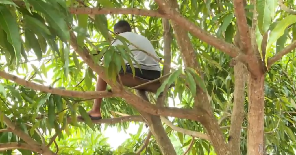 Aluno sobe em árvore na Amazônia para conseguir internet e assistir a aulas