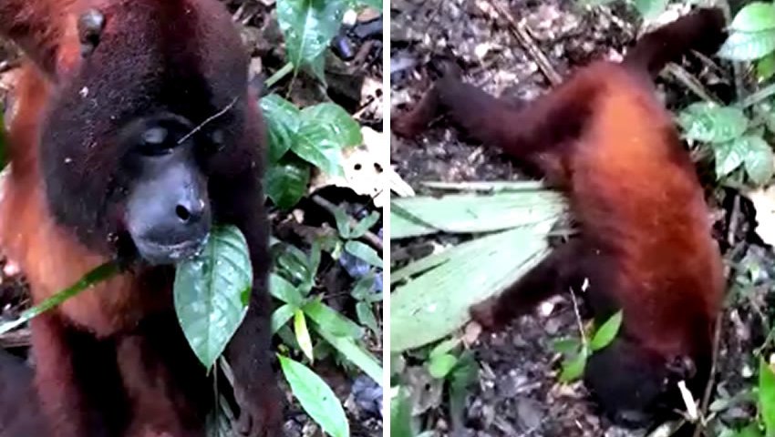 Sesacre envia para Belém amostras de macacos que morreram agonizando no interior
