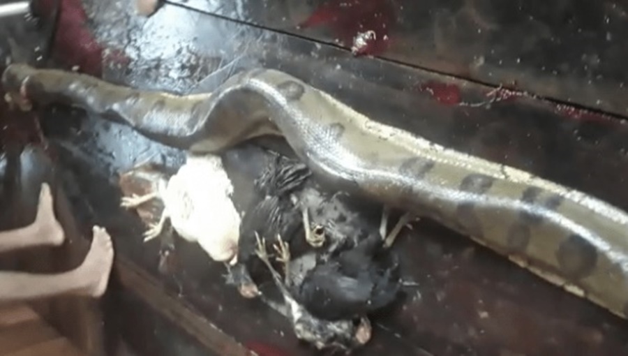 Sucuri de 5 metros é morta no facão após invadir casa para comer galinhas em seringal