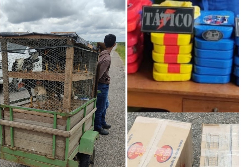 Polícia acha quase 60 quilos de cocaína escondidos embaixo de galinheiro no AC