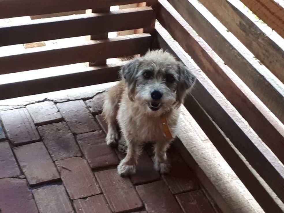 Um mês após enchente do Rio Acre, 20 cachorros aguardam donos em canil da capital