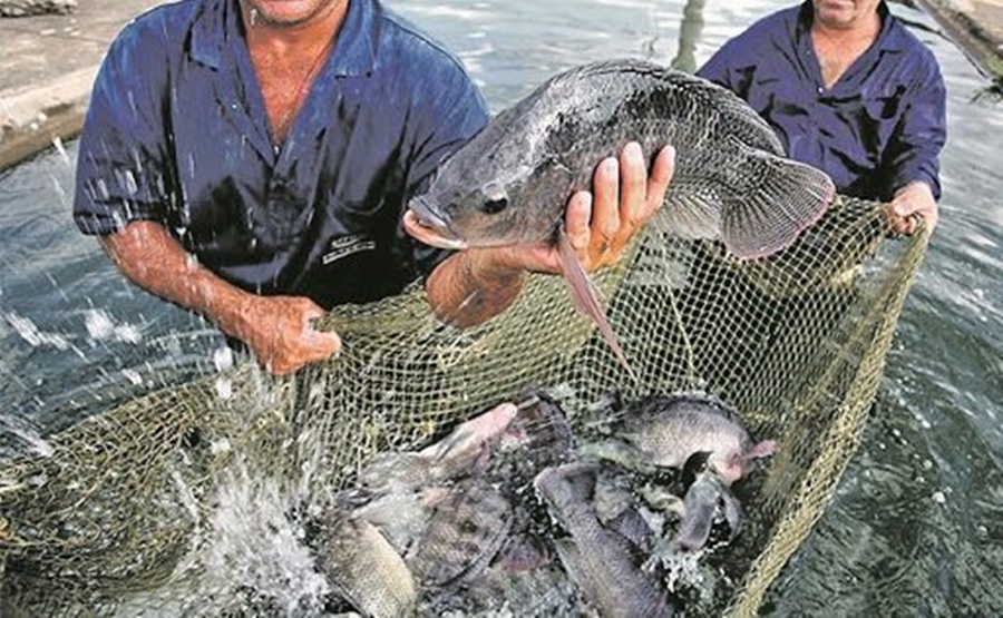 Com falta de oxigênio industrial, piscicultores no Acre temem parar produção de alevinos
