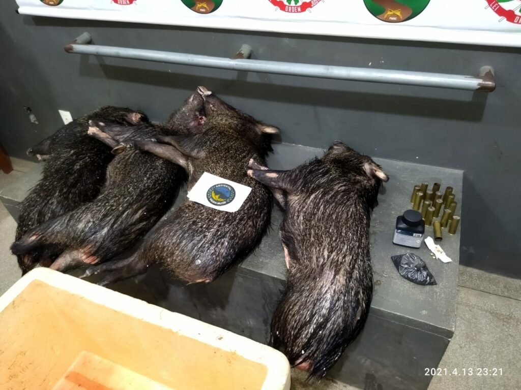 Polícia Militar prende homem com munições e animais silvestres mortos