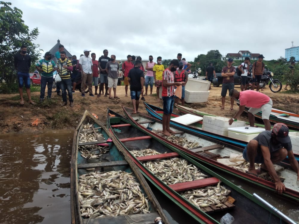 Cruzeiro do Sul tem piracema de mandim e quilo é vendido a R$ 10