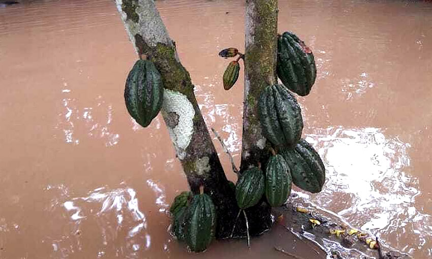Produtores de cacau nativo prejudicados pelas cheias no AM são apoiados por ONG acreana