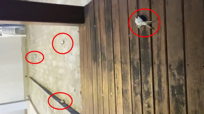 Andorinhas mortas causa estranheza e ex-prefeito de Cruzeiro do Sul pede ajuda a biólogos; assista