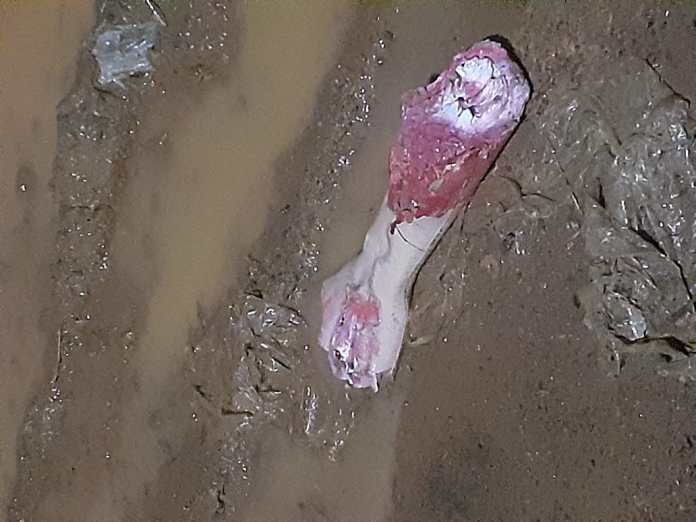 “Braço humano” é encontrado por população jogado no meio da rua