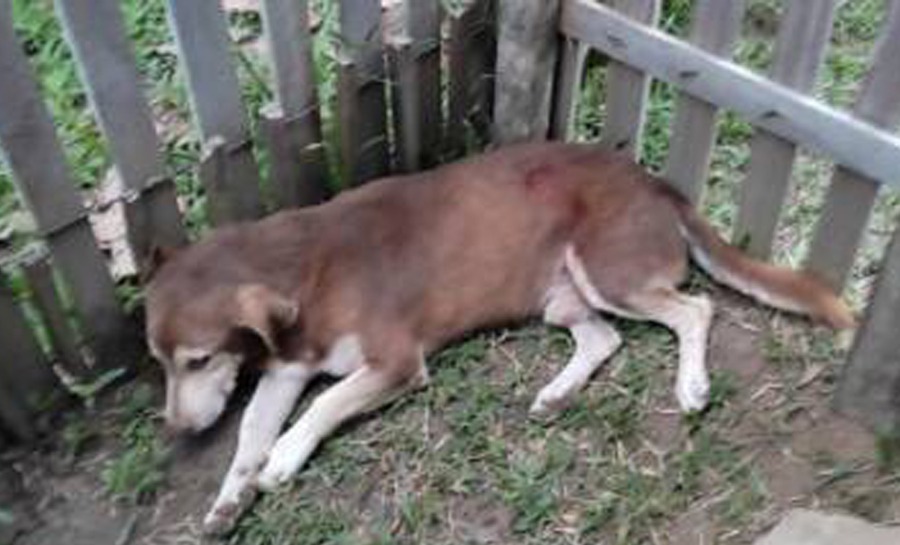 Em Guajará (AM), homem é preso após atingir cachorro com um tiro