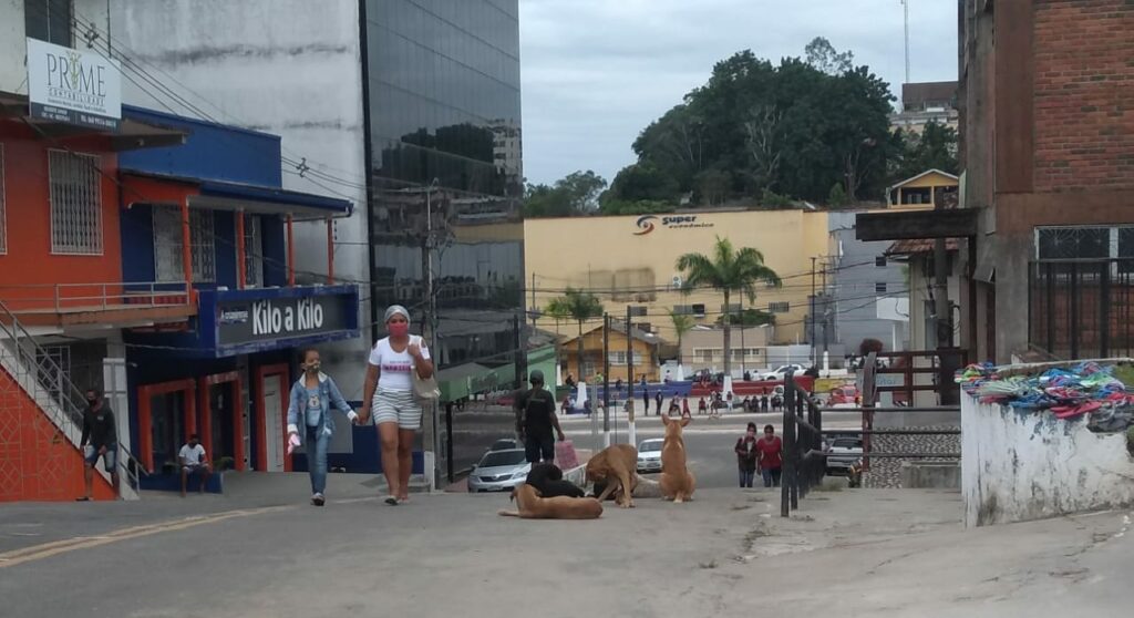 Abandono de animais causa sofrimento e transtorno para a população
