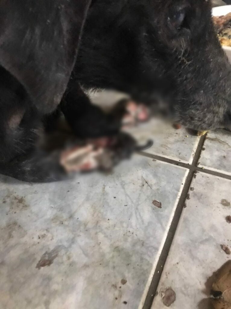 Ong de Cruzeiro do Sul denúncia proprietário de animal por maus-tratos