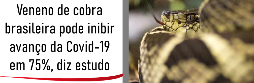 Veneno de cobra brasileira pode inibir avanço da Covid-19 em 75%, diz estudo