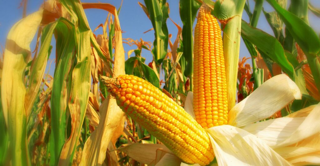 Governo Federal suspende PIS/Cofins na importação de milho