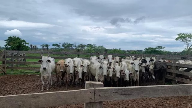 Polícia Civil recupera 11 cabeças de gado avaliadas em mais de R$ 40 mil e devolve ao dono