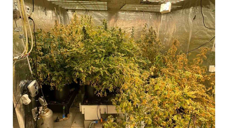 SP: Polícia acha 70 pés de maconha em apartamento de luxo e prende três pessoas