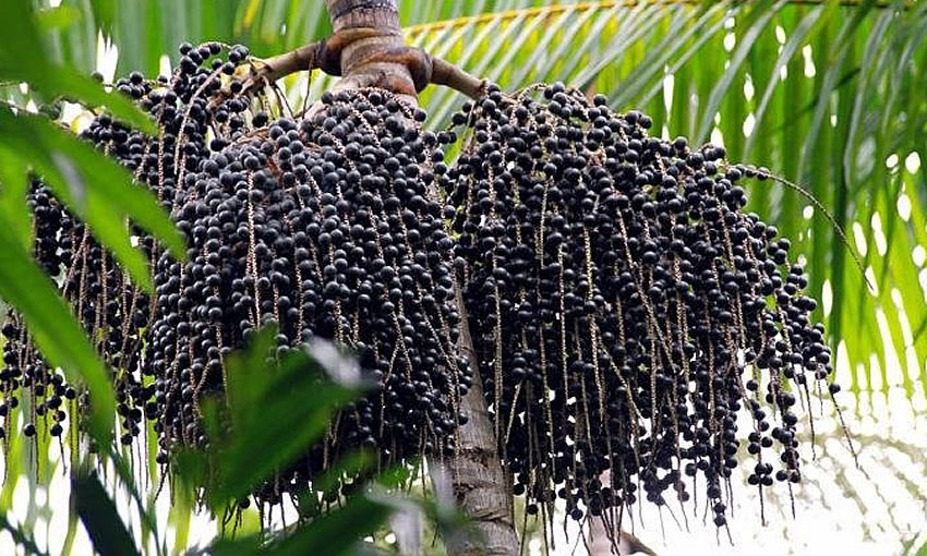 Bônus do açaí para outubro é de 6,40% no Acre