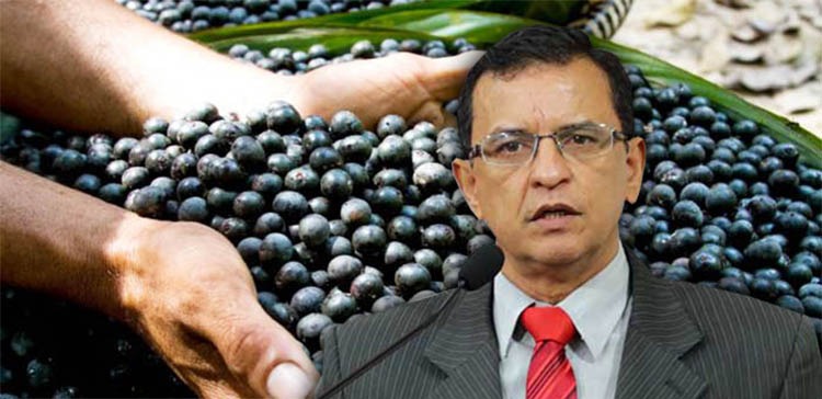 Gonzaga propõe audiência para debater incentivos para a cadeia produtiva do açaí