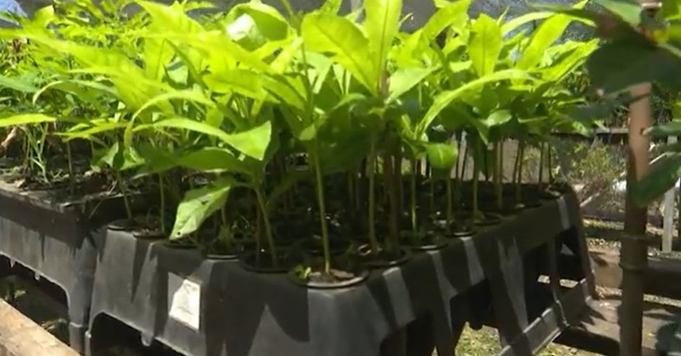 Pesquisadores trabalham na criação de adubos orgânicos que aumentem a produção e reduzam custos dos produtores no Acre