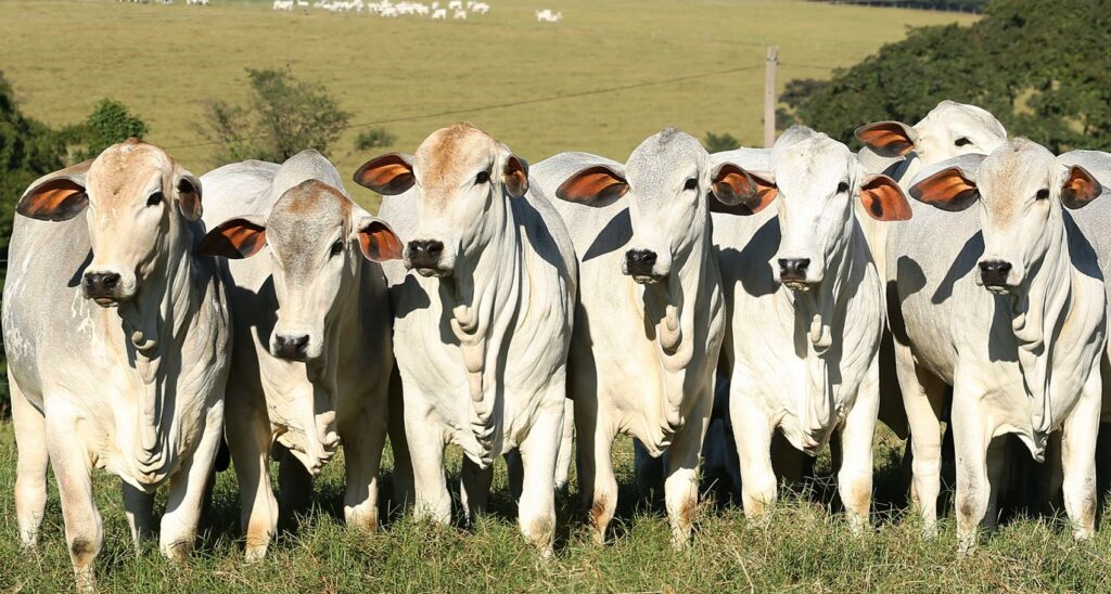 Acre segue livre da febre aftosa enquanto Brasil inicia 2ª etapa de vacinação