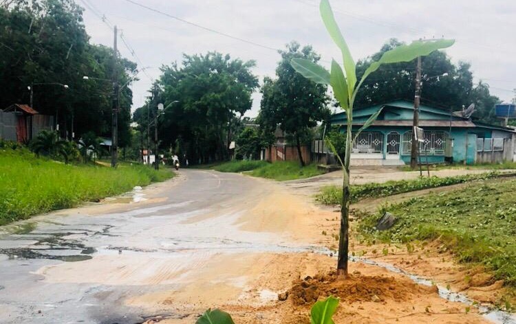 AC-405: Moradores colocam pés de bananeira em rodovia e cobram revitalização; Deracre é o responsável