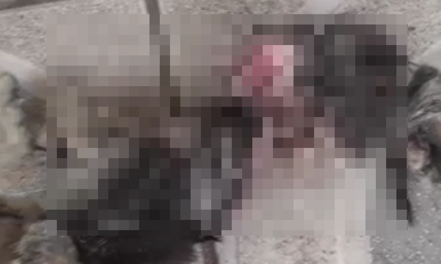 Crueldade: vídeo gravado em Cruzeiro do Sul mostra animal de estimação morto com golpe de faca