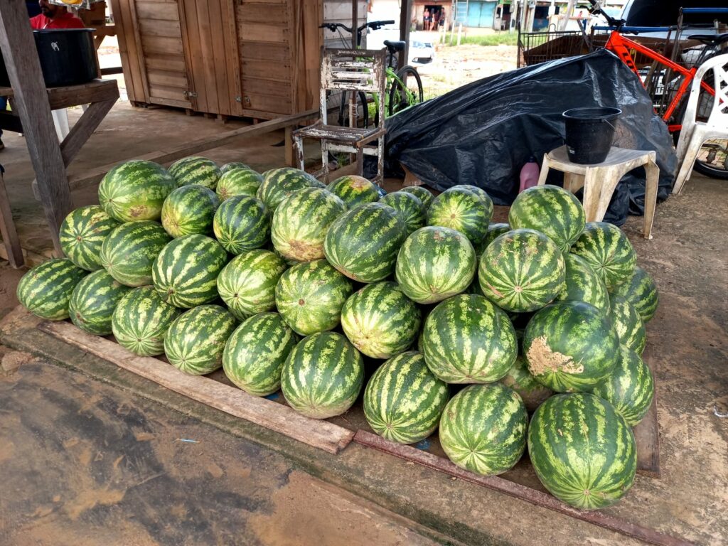 Vendedores de melancia de Cruzeiro do Sul comemoram boas vendas e safra