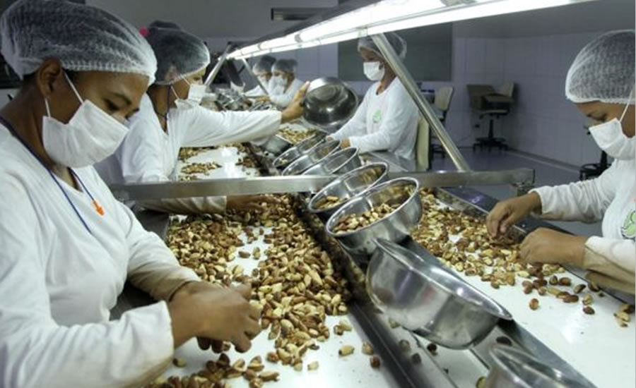 Estudo detectou que no Brasil existe um mercado potencial de R$ 54 milhões para a castanha