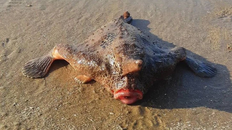 Banhistas são surpreendidos com peixe-morcego no litoral de São Paulo