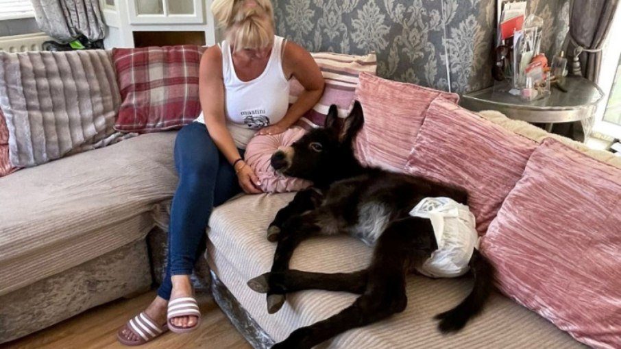 Jumento pensa que é um cachorro, caminha como dono e usa fraldas; veja fotos