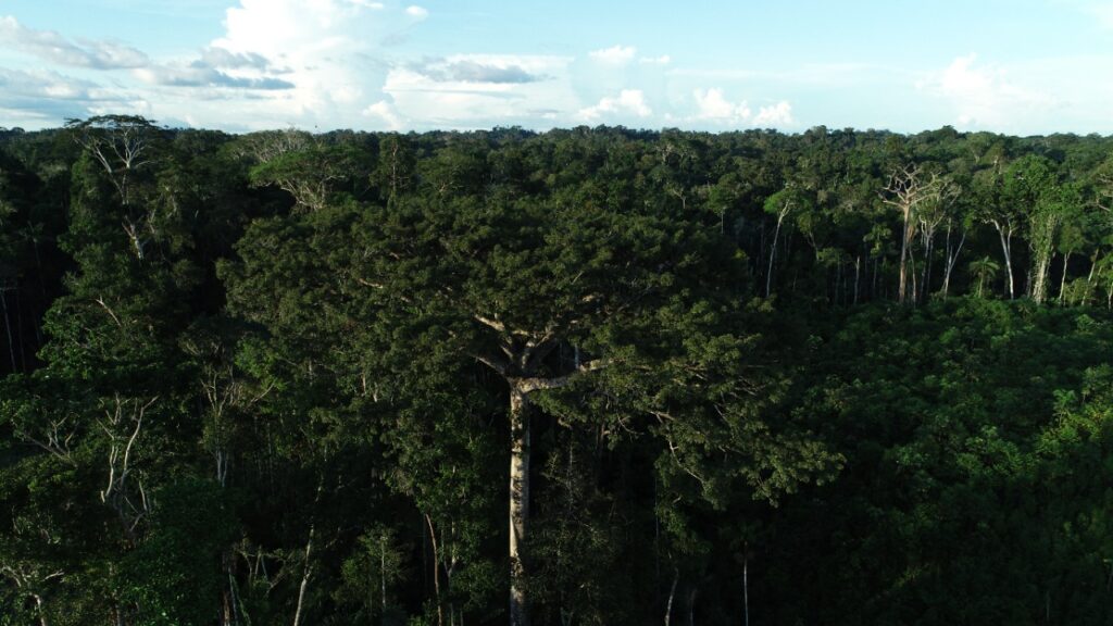 Acre avança nas políticas ambientais e é modelo para os demais estados da Amazônia Legal