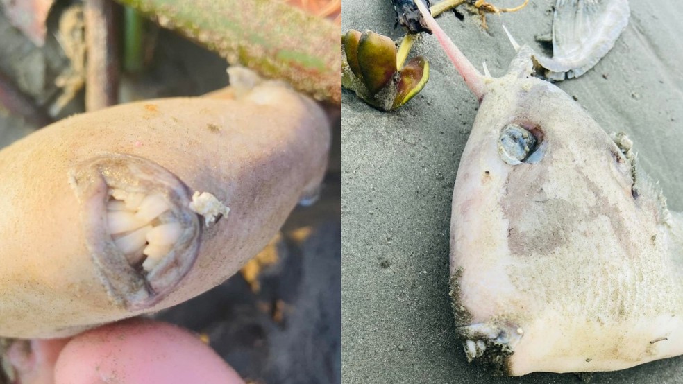 Peixe dentuço e chifrudo é encontrado morto em praia de Santos