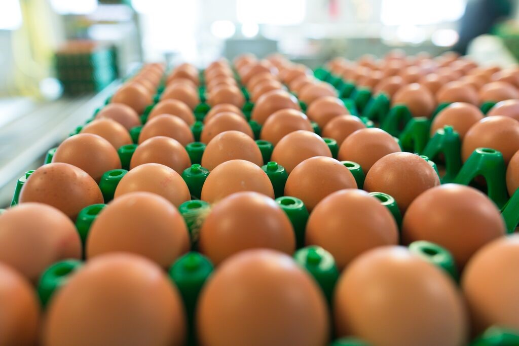 Em março, preço do ovo subiu 7%