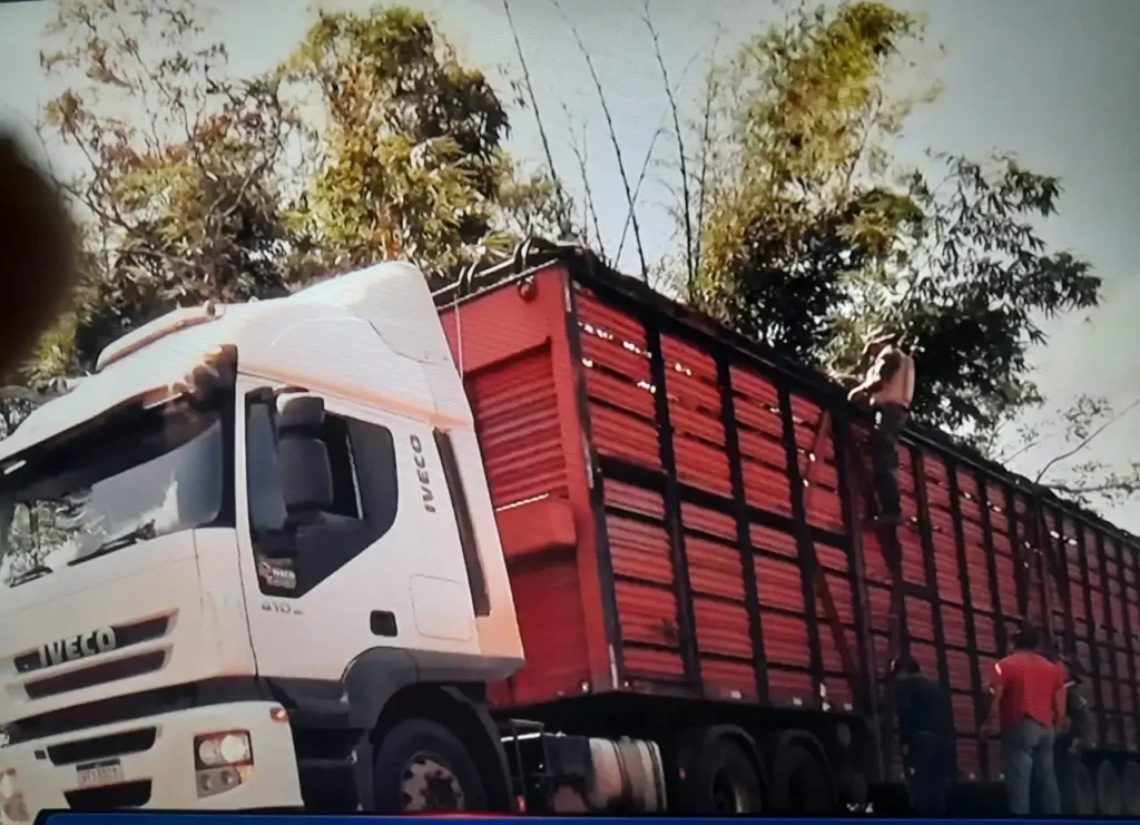 Gefron apreende caminhão que transportava gado de origem suspeita no Acre