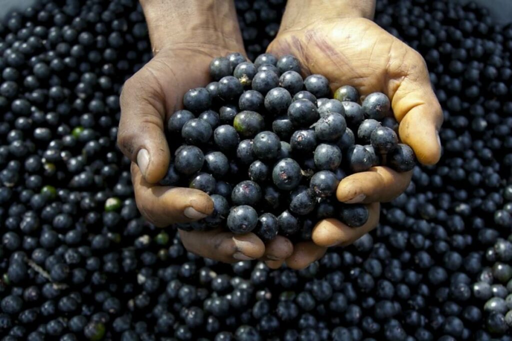 Açaí: bônus pago pelo governo tem acréscimo de 2,4% neste mês de maio no Acre