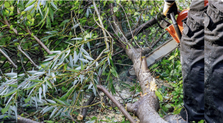 Trabalhador fica em estado grave após ser atingido por uma árvore durante derrubada em Rio Branco