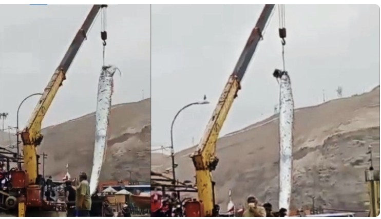 ‘Peixe do fim do mundo’ gigante é pescado no Chile e deixa moradores apavorados