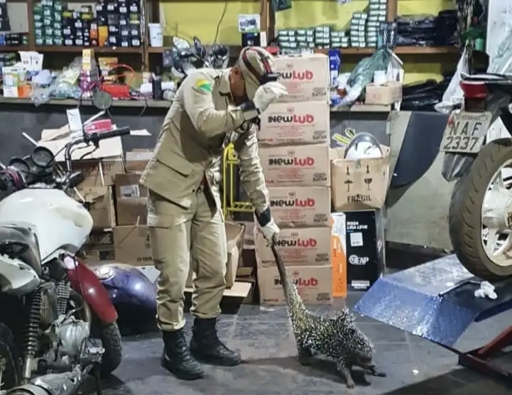 Porco-espinho é capturado dentro de oficina no interior do Acre