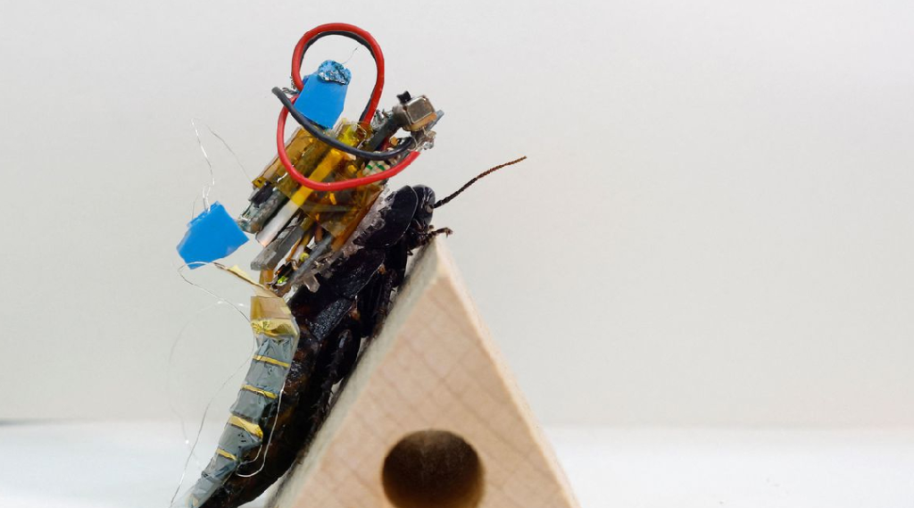 Cientistas do Japão criam baratas ciborgues para ajuda em desastres