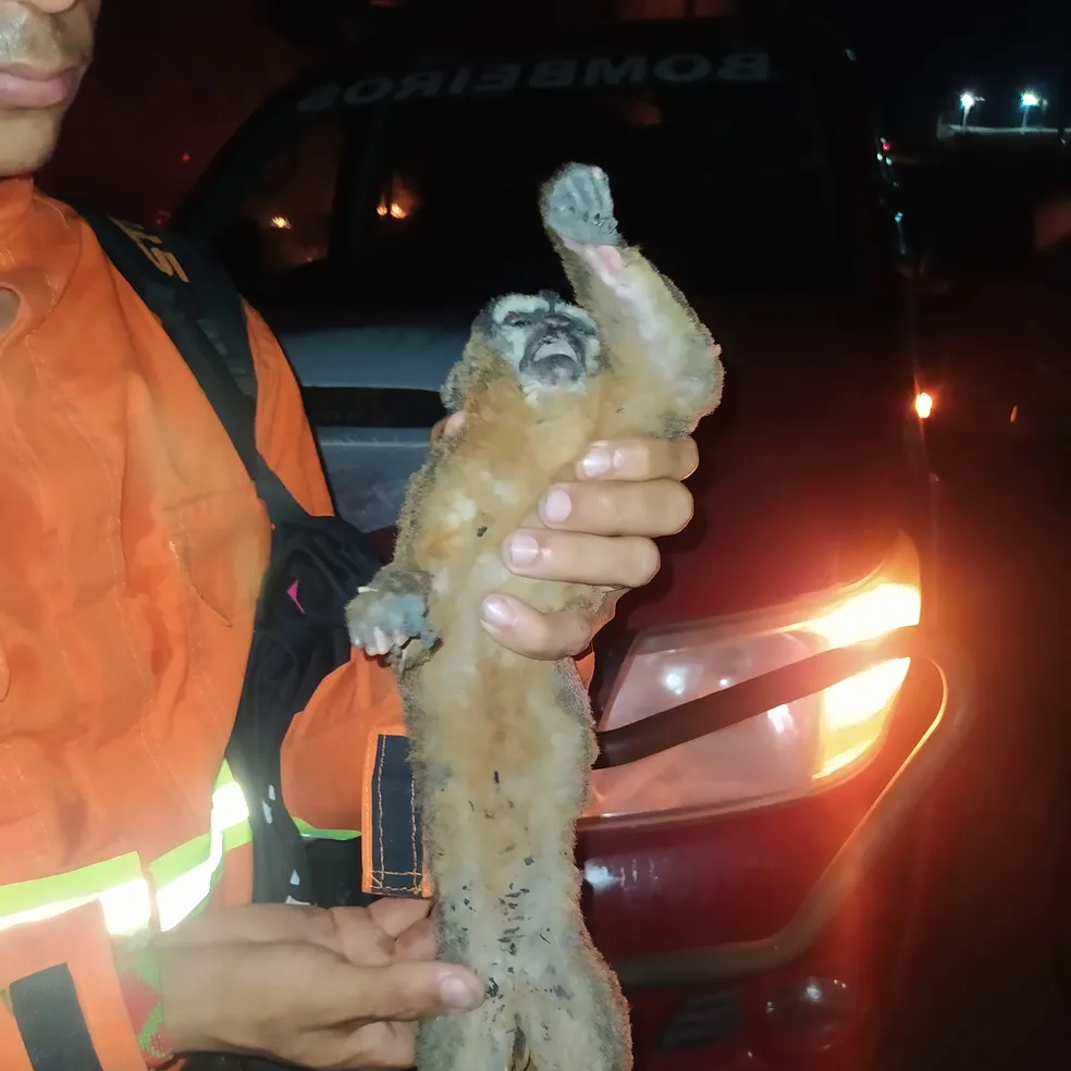 VÍDEO: Em Mâncio Lima, macaco se agarra a brigadista para fugir de incêndio e morre devido as queimaduras