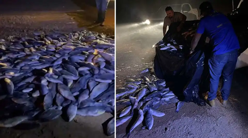 Idaf apreende grande quantidade de pescado transportada de forma irregular em Tarauacá